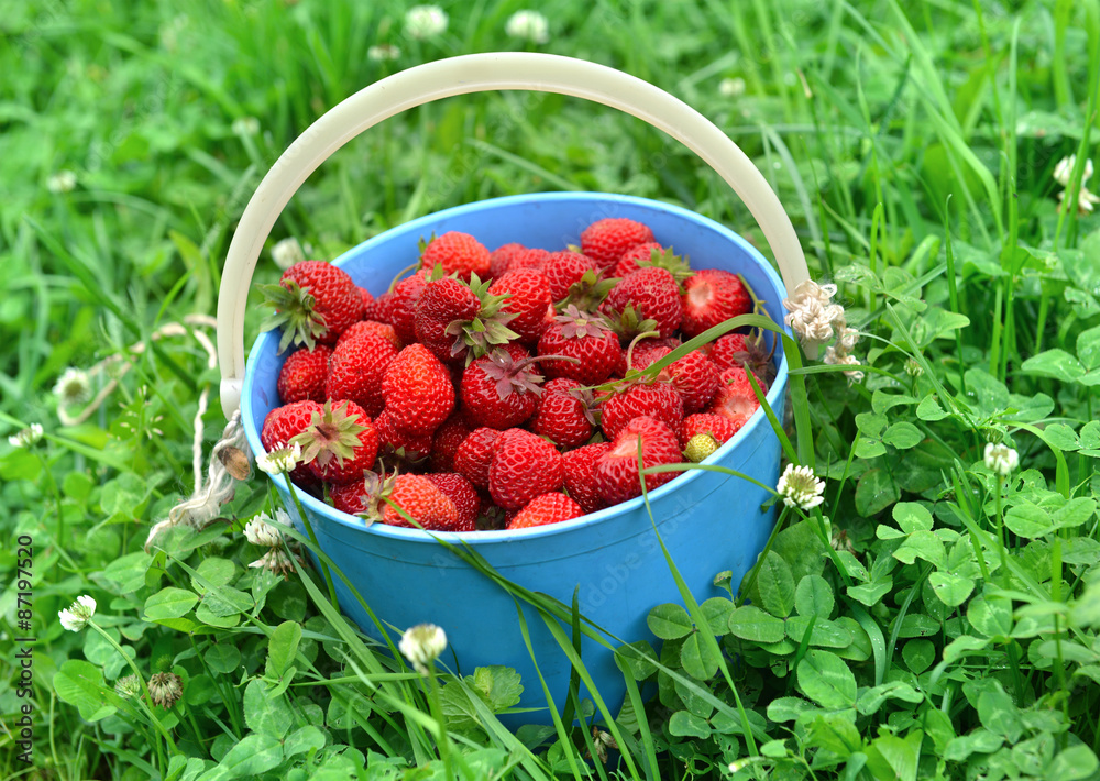 Blue bucket with strawberry in grass Blue bucket with strawberry in grass
