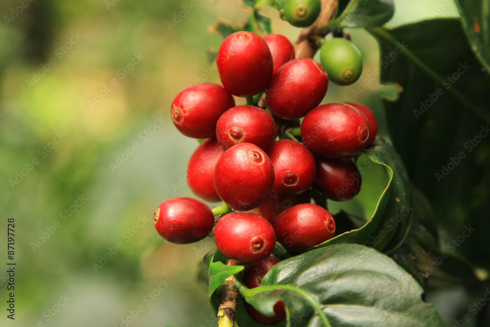 Coffee beans ripening on tree.