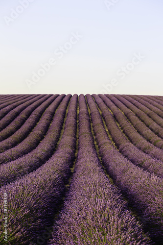 fields of blooming lavender flowers  Provence  France  