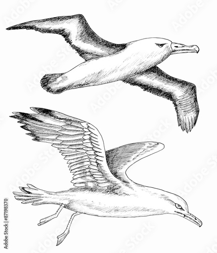 Design set with hand drawn sea gulls