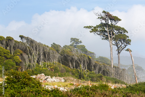 Unique forest on West Coast New Nealand photo