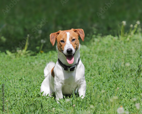 Young puppy dog Jack Russell terrie