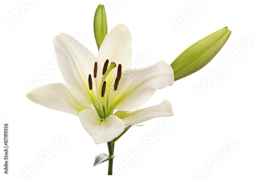 White lily flower head