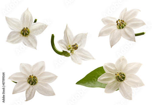 Fototapeta Naklejka Na Ścianę i Meble -  Sweet pepper leaf