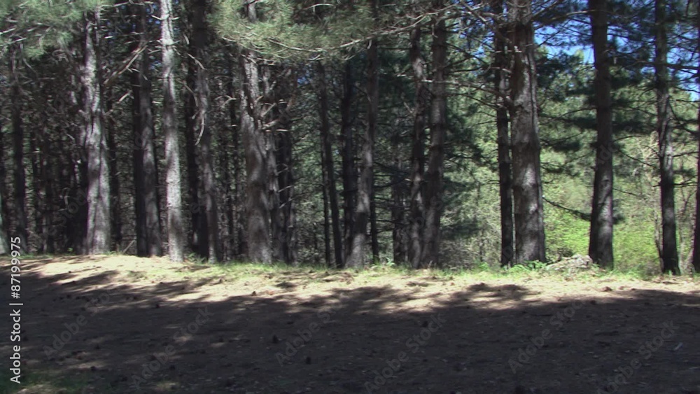 Forest of pine Forest of pine