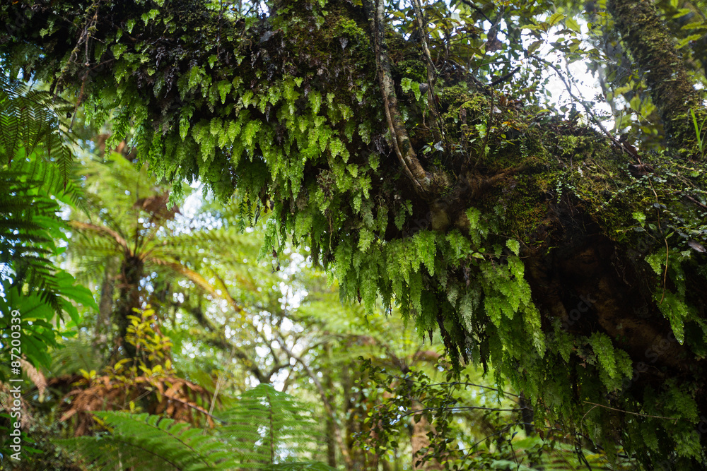 Native bush of New Zealand