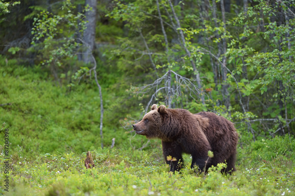 Young brown bear in the forest Young brown bear in the forest