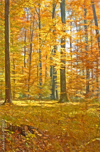 autumn forest  - illustration based on own photo image © JWS