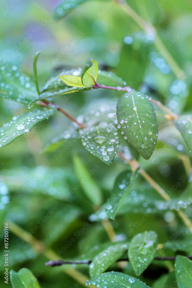 Water drops on green summer leaves Water drops on green summer leaves