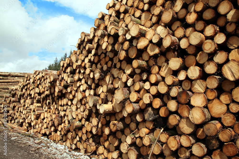 Forest pine trees log trunks felled by the logging timber industry