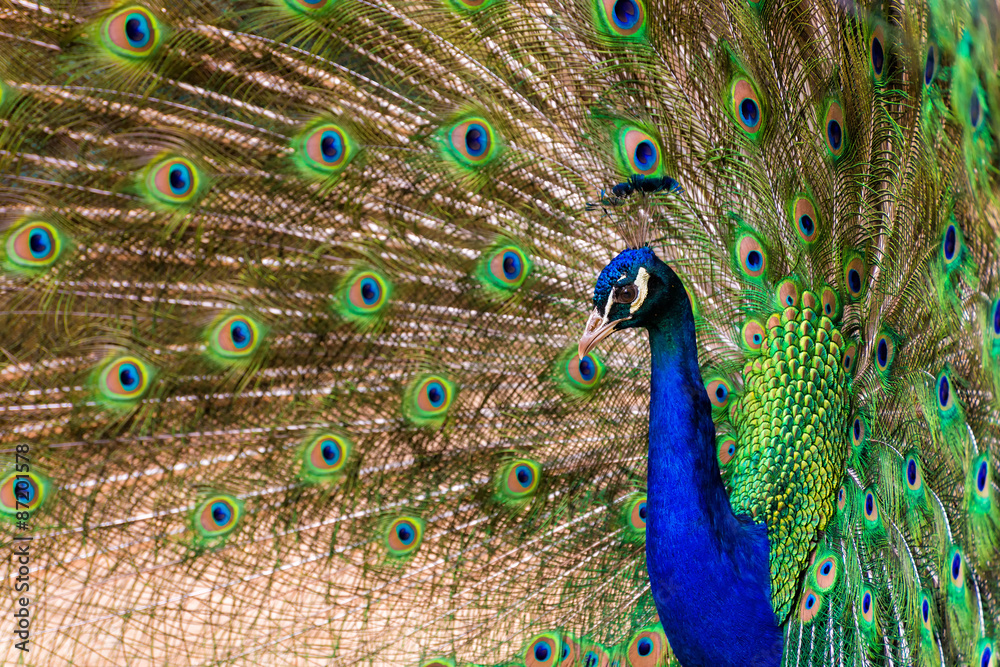 Fototapeta premium Pfau