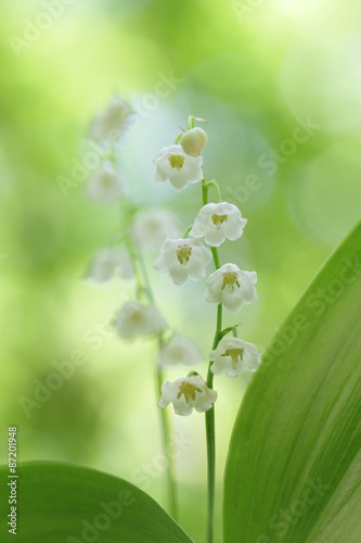 Lily of the Valley (Convallaria majalis) in a wood 
