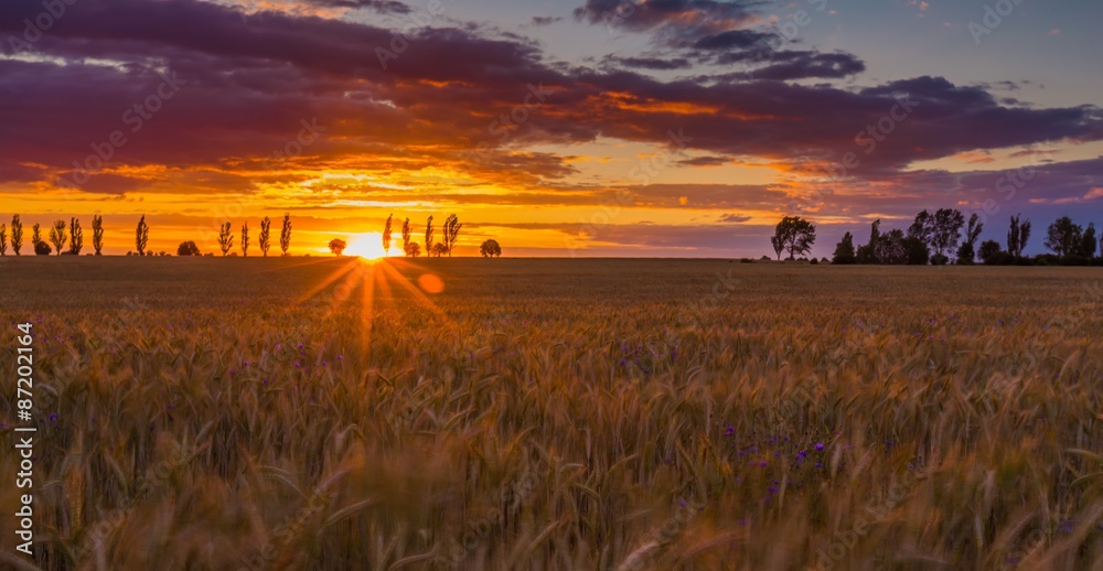 Sunset over cereal field with grown up ears Sunset over cereal field with grown up ears