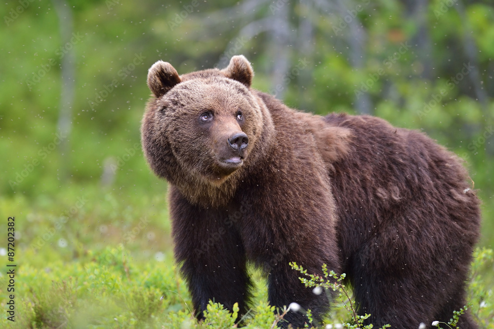 Fototapeta premium Brown bear in forest