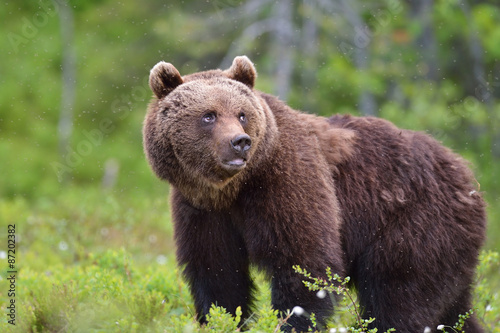Brown bear in forest