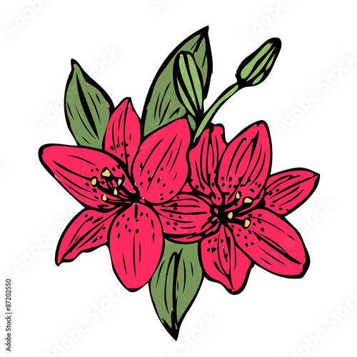 Lily flower illustration vector