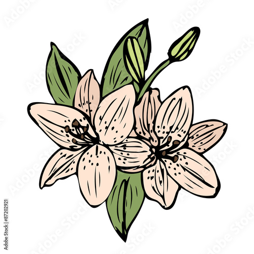 Lily flower illustration vector