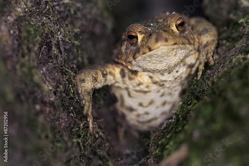 common toad bufo bufo 