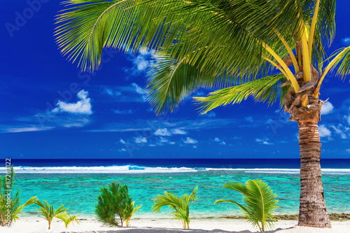 Single palm tree on the beach overlooking green lagoon