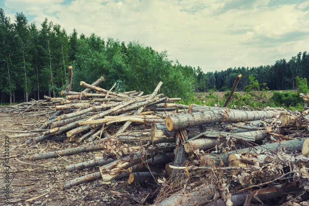 Big pile of logs in forest. Selective focus