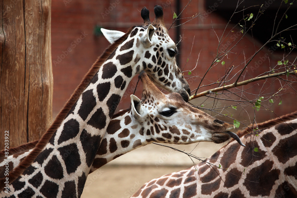 Rothschild's giraffe (Giraffa camelopardalis rothschildi). Rothschild's giraffe (Giraffa camelopardalis rothschildi).