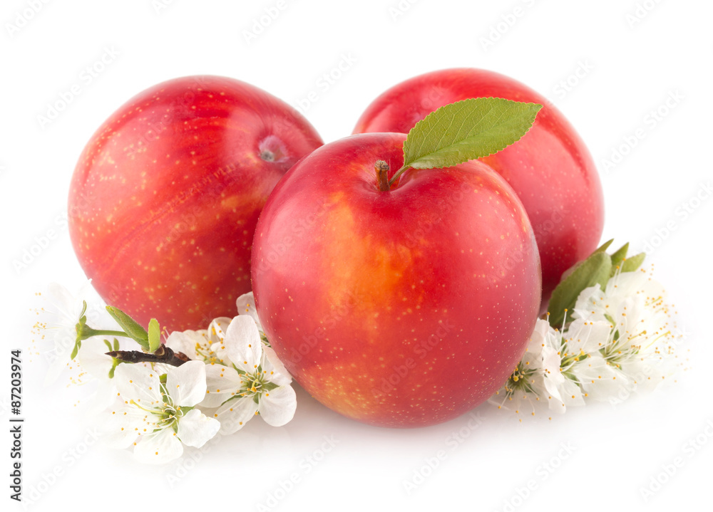 red plums on white background red plums on white background