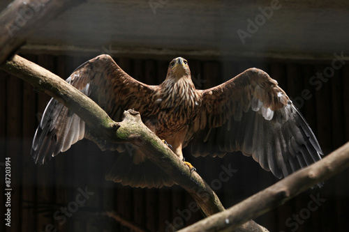 Eastern imperial eagle (Aquila heliaca).