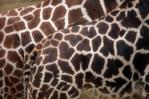 Rothschild's giraffe (Giraffa camelopardalis rothschildi) skin t #87203945