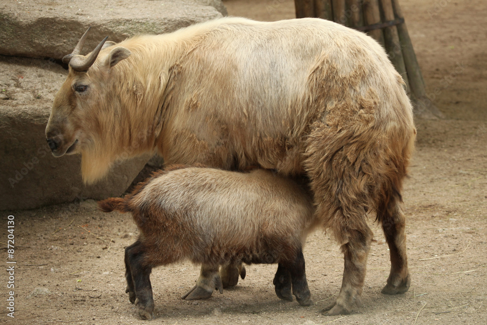 Fototapeta premium Golden takin (Budorcas taxicolor bedfordi).