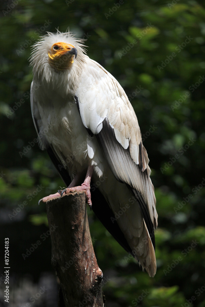 Egyptian vulture (Neophron percnopterus). Egyptian vulture (Neophron percnopterus).