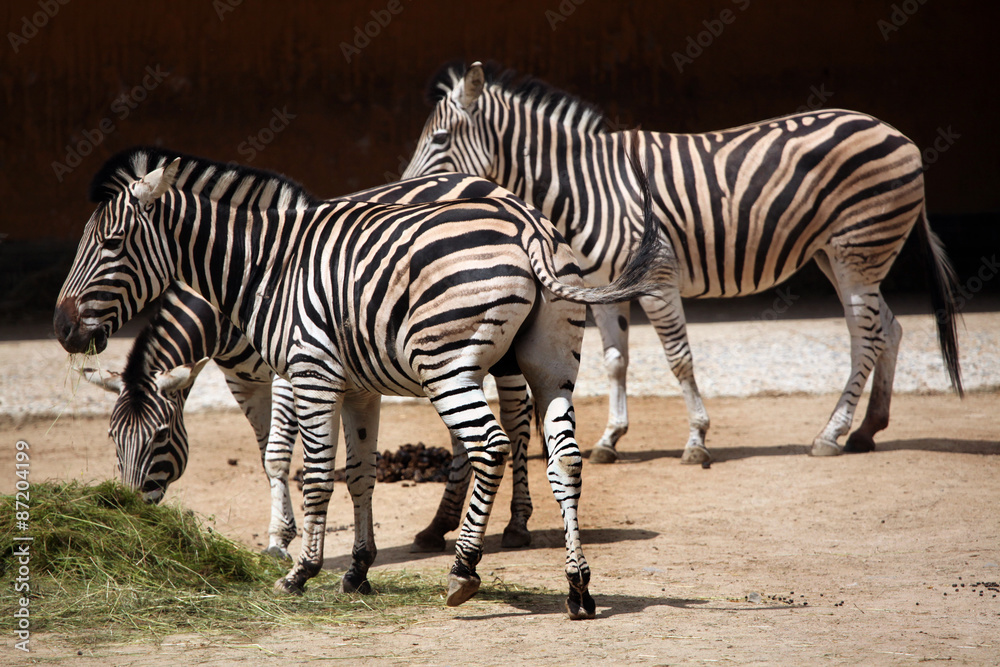 Chapman's zebra (Equus quagga chapmani).