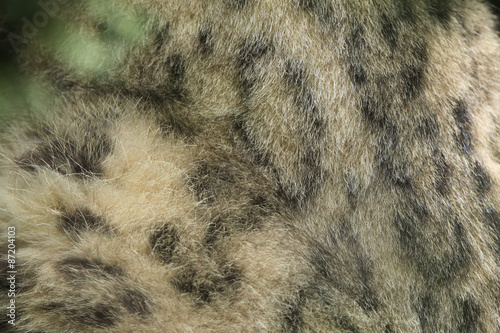 Snow leopard (Panthera uncia) fur texture.