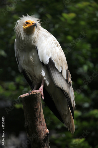 Egyptian vulture (Neophron percnopterus). © Vladimir Wrangel