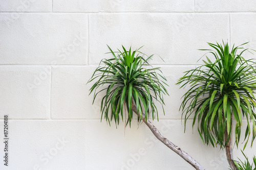 Green dracaena plant on white white cement wall