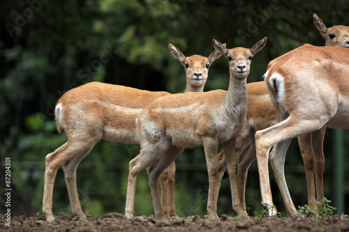 Indian blackbuck (Antilope cervicapra).