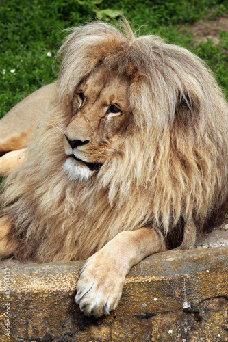 Katanga lion (Panthera leo bleyenberghi). photo