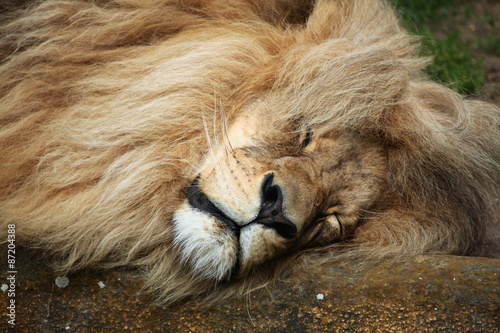 Katanga lion (Panthera leo bleyenberghi).