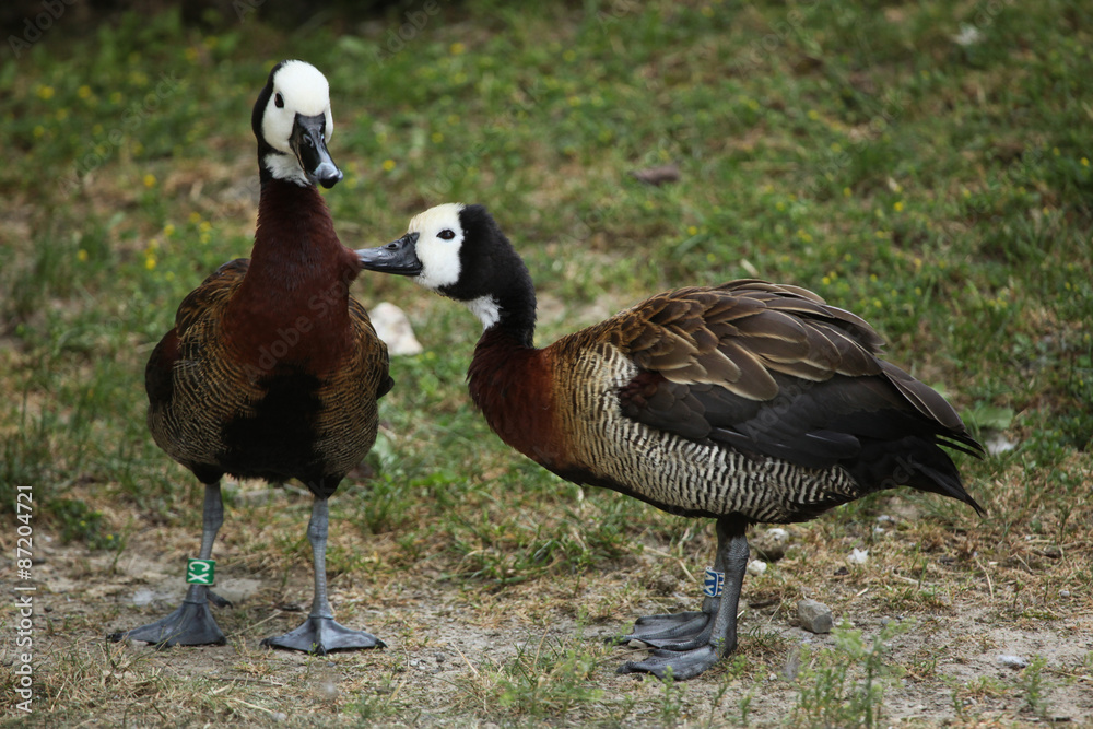 White-faced whistling duck (Dendrocygna viduata). White-faced whistling duck (Dendrocygna viduata).