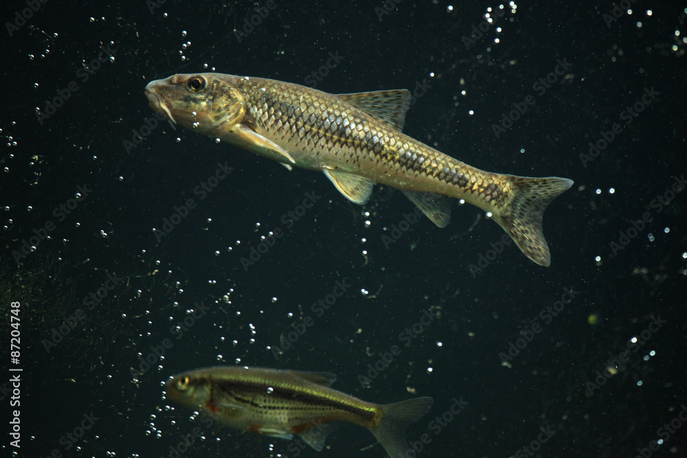 Fototapeta premium Gudgeon (Gobio gobio) and spirlin (Alburnoides bipunctatus).