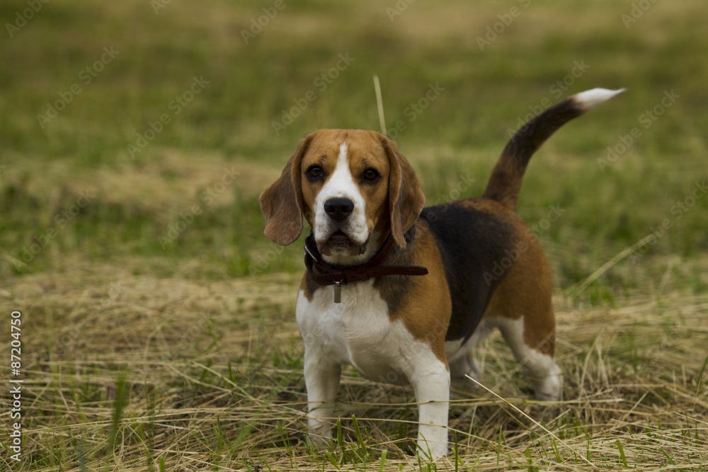 Beagle dogs. Beagle dogs.