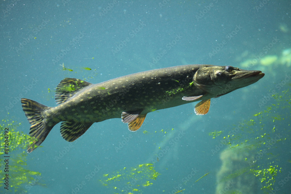 Northern pike (Esox lucius).