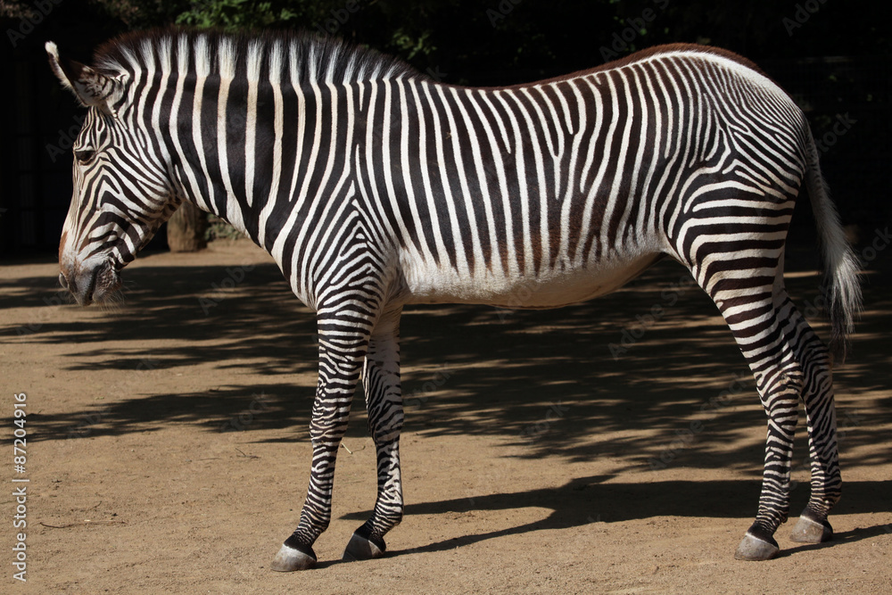 Grevy's zebra (Equus grevyi), also known as the imperial zebra. Grevy's zebra (Equus grevyi), also known as the imperial zebra.