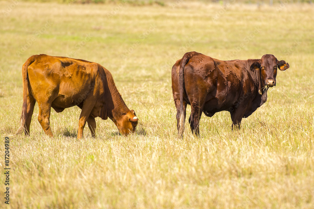 A heard of cows in the paddock during the day in Queensland A heard of cows in the paddock during the day in Queensland