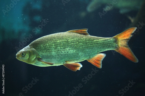 Common rudd (Scardinius erythropthalmus). photo