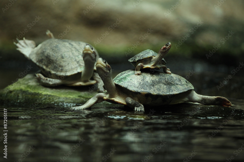 Obraz premium Southern river terrapin (Batagur affinis)