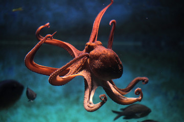 Fototapete Unterwasser Gemeiner Krake am felsigen Meeresgrund  © Vladimir Wrangel
