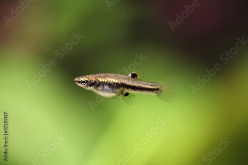 Mosquito fish  Heterandria formosa   also known as the least kil