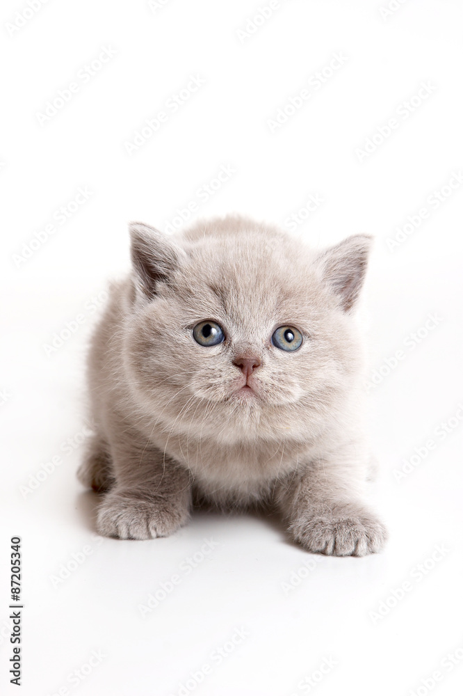 Fluffy gray kitten looking up (isolated on white)