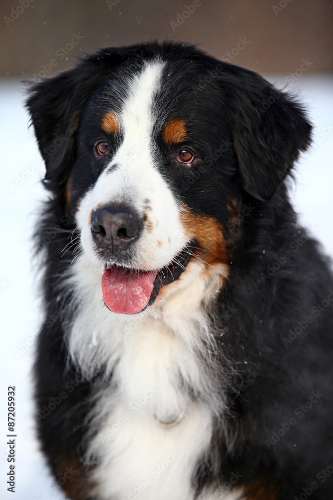 Portrait of a Bernese Mountain Dog sitting in the snow in the winter