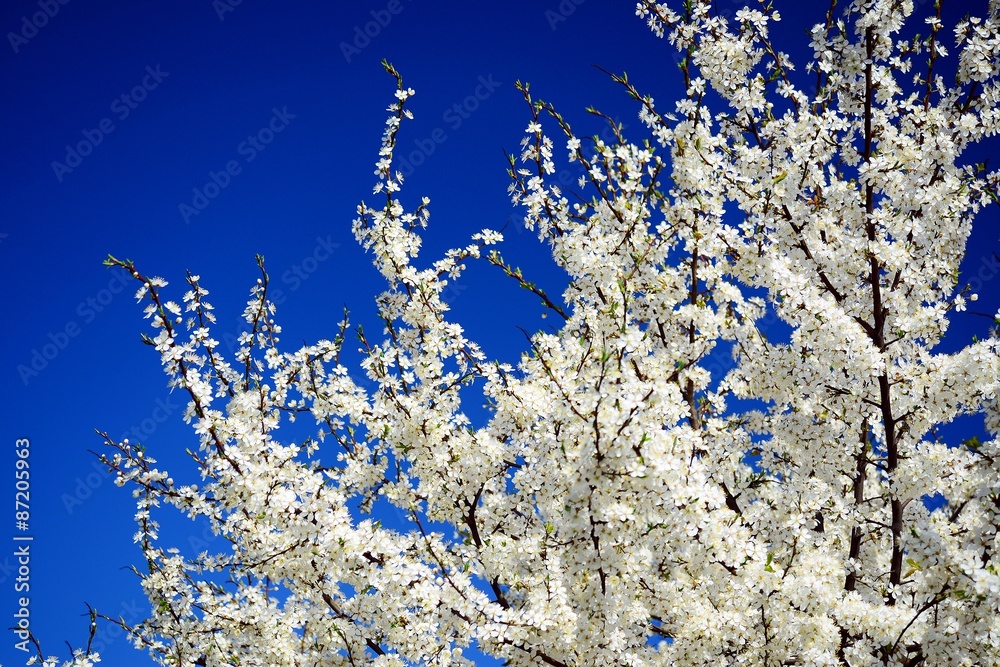 Caucasian plum white blossom and blue sky background Caucasian plum white blossom and blue sky background